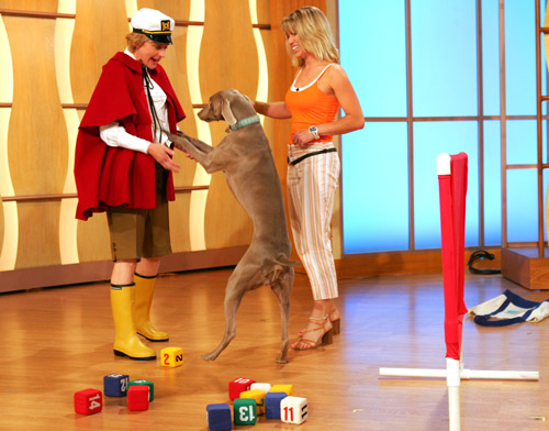 dog show for fairs