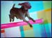 1600-chalcy_pinkjump
